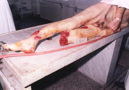 k45.jpg - 51433 Bytes